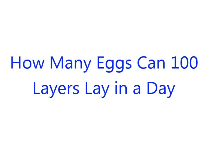 How Many Eggs Can 100 Layers Lay in a Day
