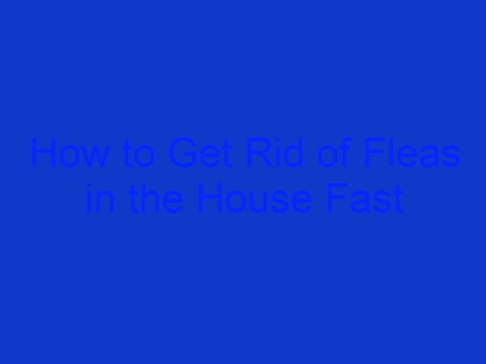 How to Get Rid of Fleas in the House Fast