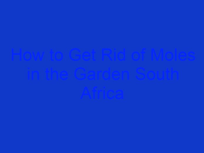 How to Get Rid of Moles in the Garden South Africa