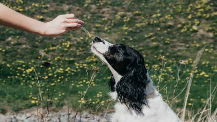 What Advantages Are Associated with Dog Hemp Oil